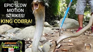 KING COBRA SNAKE BITES!