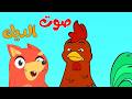 أغنية صوت الديك Live Stream قناة ثعلوب Tha3lob Tv 