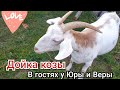 "Молочная ферма" - КАК ПРАВИЛЬНО ДОИТЬ КОЗУ ДОИЛЬНЫМ АППАРАТОМ❗