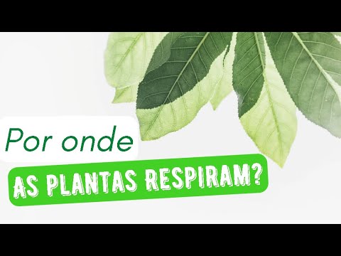 Por onde as