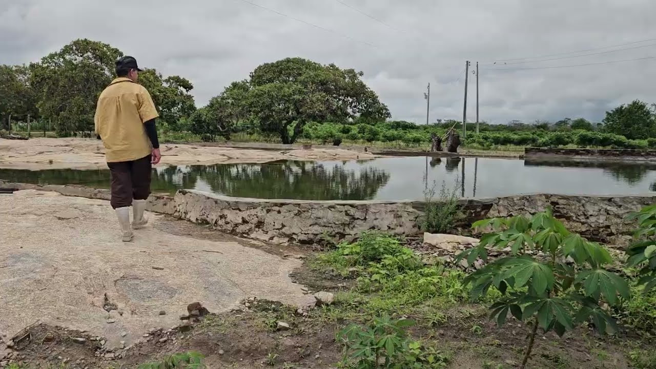 Propriedade de Joãozito e Socorro no Ambó Itapetim PE em 02-03-26