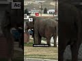 Circus elephant wanders Montana streets after breaking free