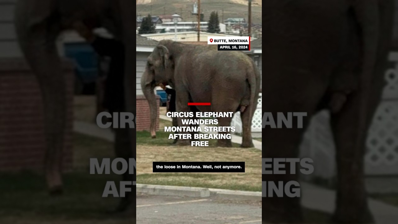 The circus elephant roams the streets of Montana after being released