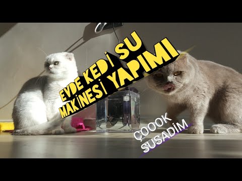 Evde Kedi Su Kabi Yapimi Scottish Fold Yavru Kedi Kedilerde Bobrek Tasi Youtube