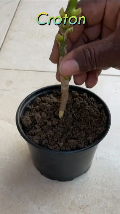 How to Grow Croton Cuttings / Simple Instructions in #shorts #croton #trendingshortvideo