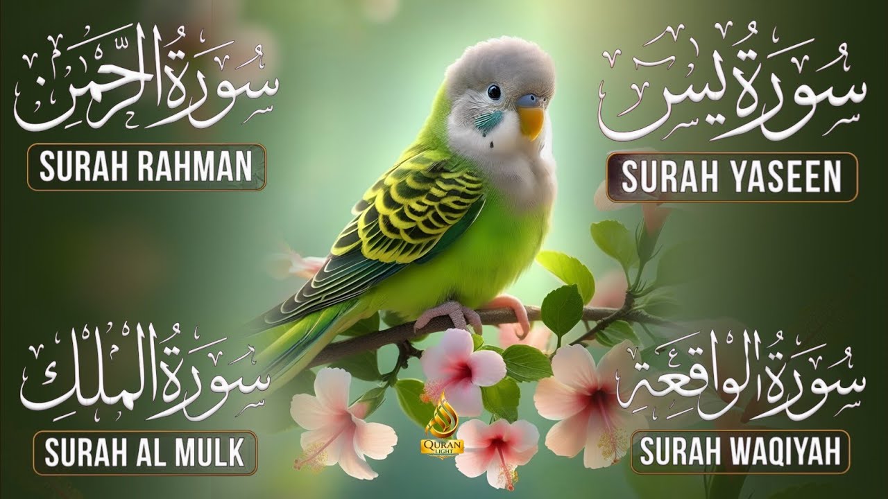 Surah Yasin | Surah Rahman | Surah Waqia | Surah Mulk | Full HD | Quran Hour | Alaa Aqel