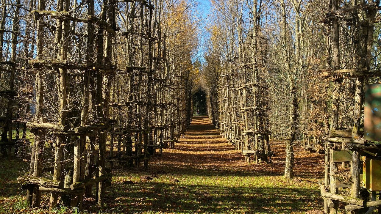 Cattedrale Vegetale - Giuliano Mauri