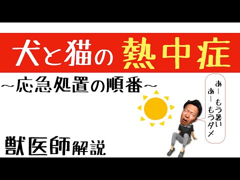 【獣医師監修】犬の家庭療法8選と絶対NGな13症状｜知識で守る愛犬の健康