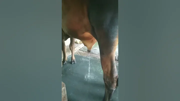 The moment the cow passes urine - Real Animals Shorts #shorts