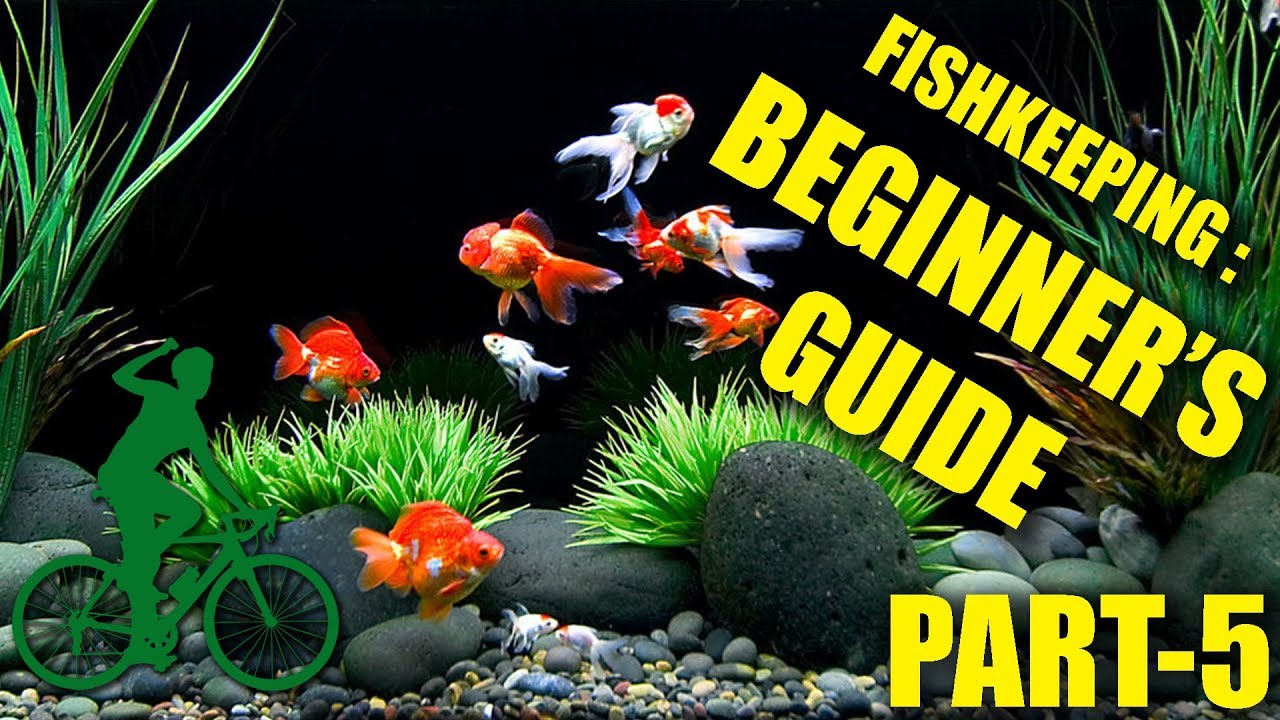 EP05 - Tank Cycling & Adding Fish | Basics of Fishkeeping - YouTube