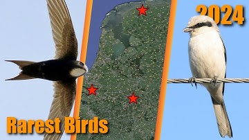 Rarest Birds in the Netherlands (& surrounding countries) week 48 2024