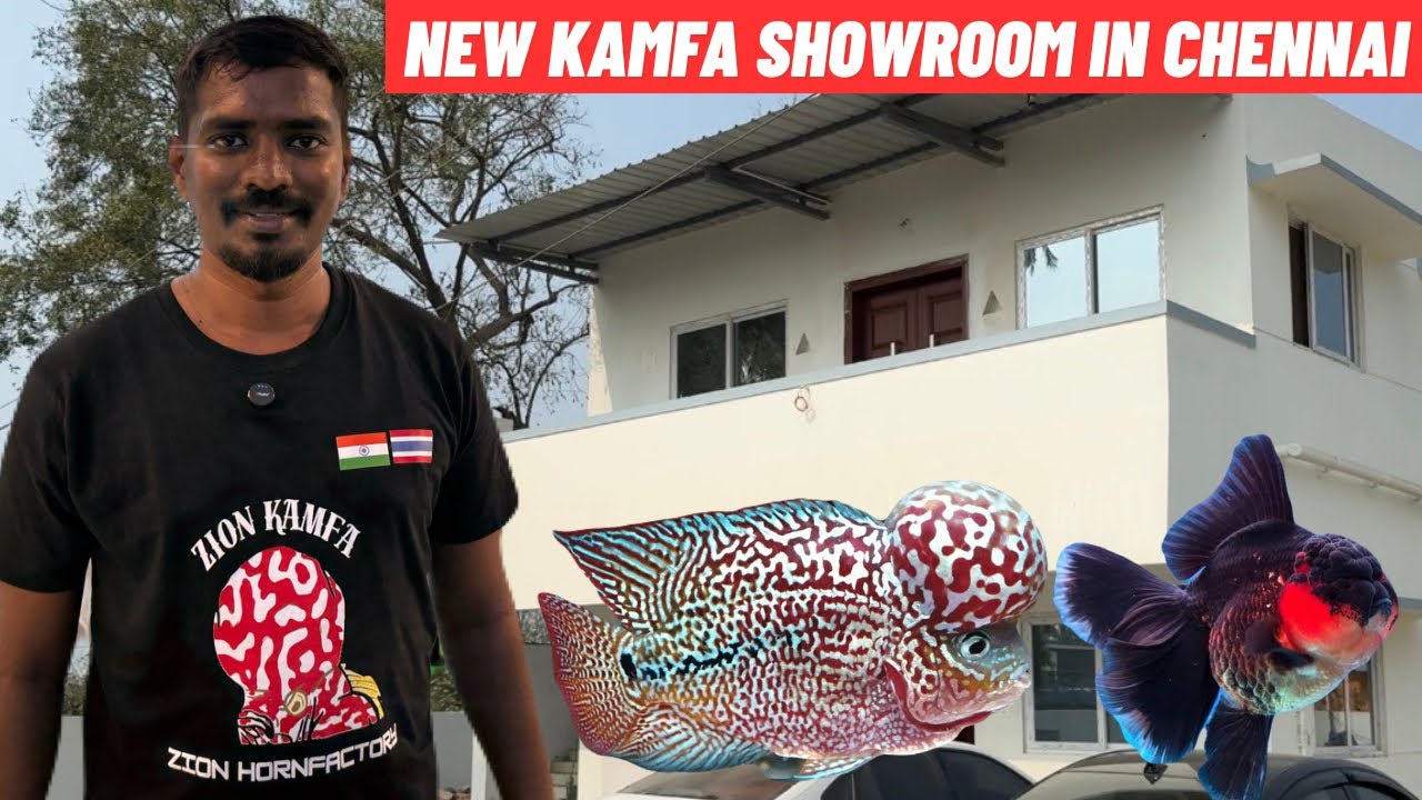 CHAMPION GRADE! 🏆 New Imported Flowerhorn Shop in Chennai | Zion King Kamfa