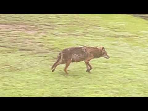 coyote deer