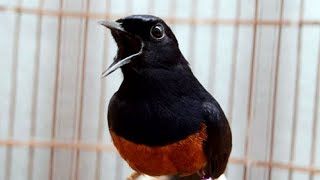 PANCINGAN MURAI BATU EKOR HITAM GACOR, SEKALI DENGAR AMPUH BIKIN MURAI APAPUN LANGSUNG EMOSI