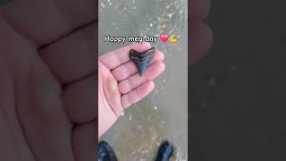 Beautiful fossils happy megalodon day !!! #shorts #explore