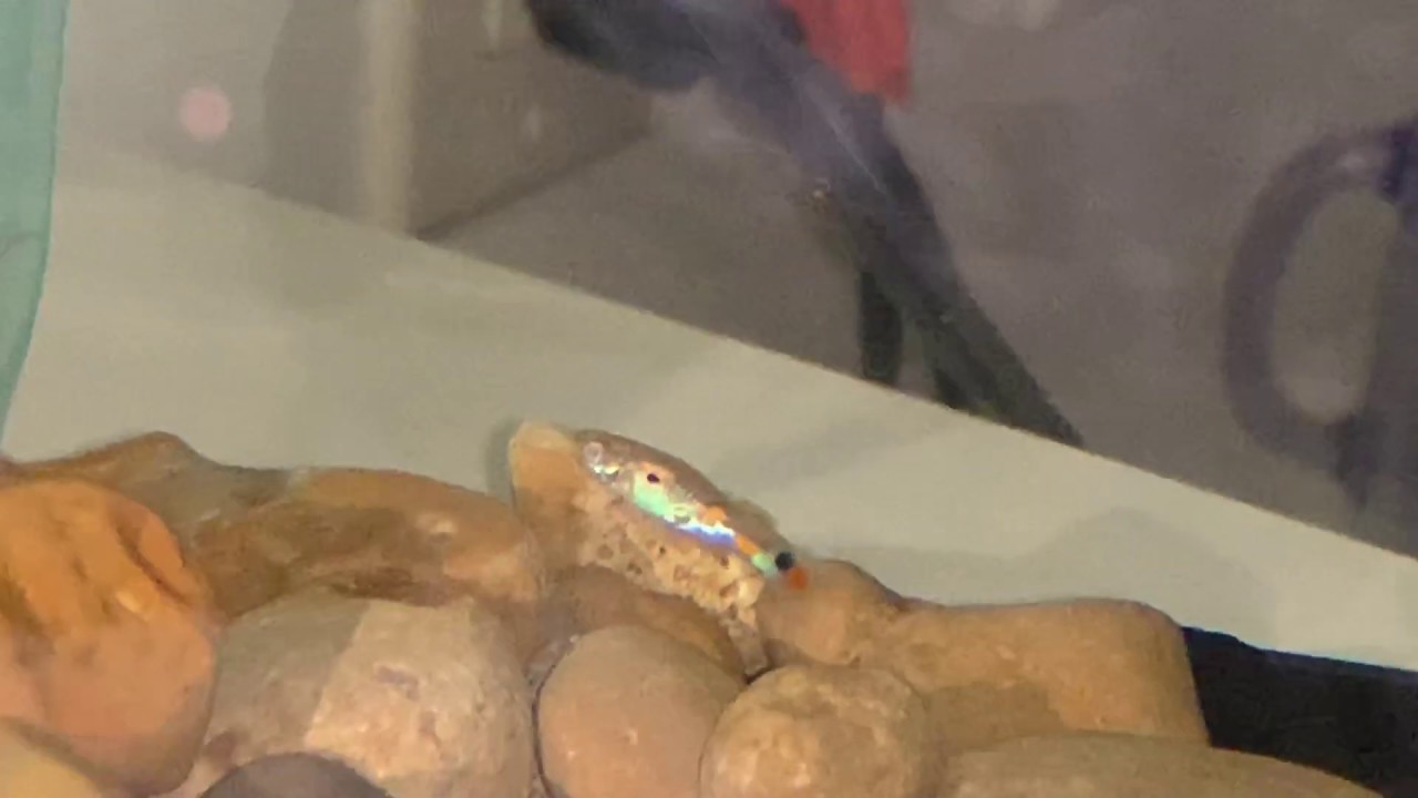 More offspring from my endler x wild type guppy project born in my fish room