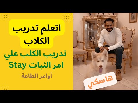 فيديو: كيفية تدريب Samoyed