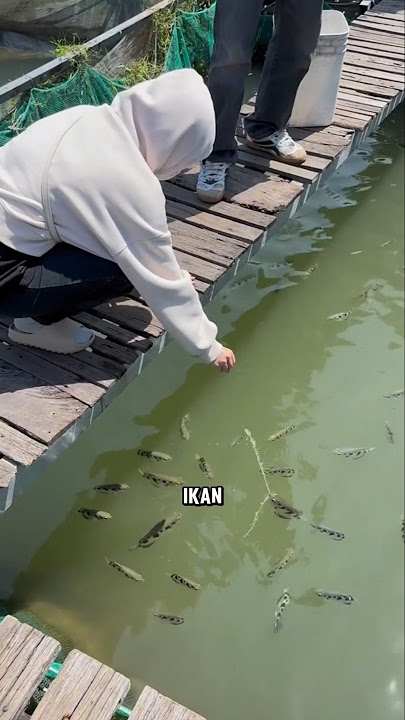 Download lagu Archer Fish, The Skilled Water Shooter!