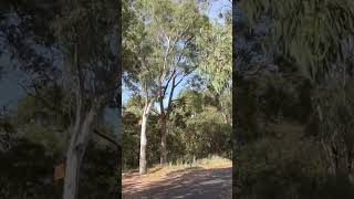 Melbourne Cycling POV  (Urban Forest Ride Ride)