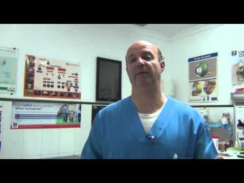 Video: Placenta Retenida En Gatos - Placenta Retenida