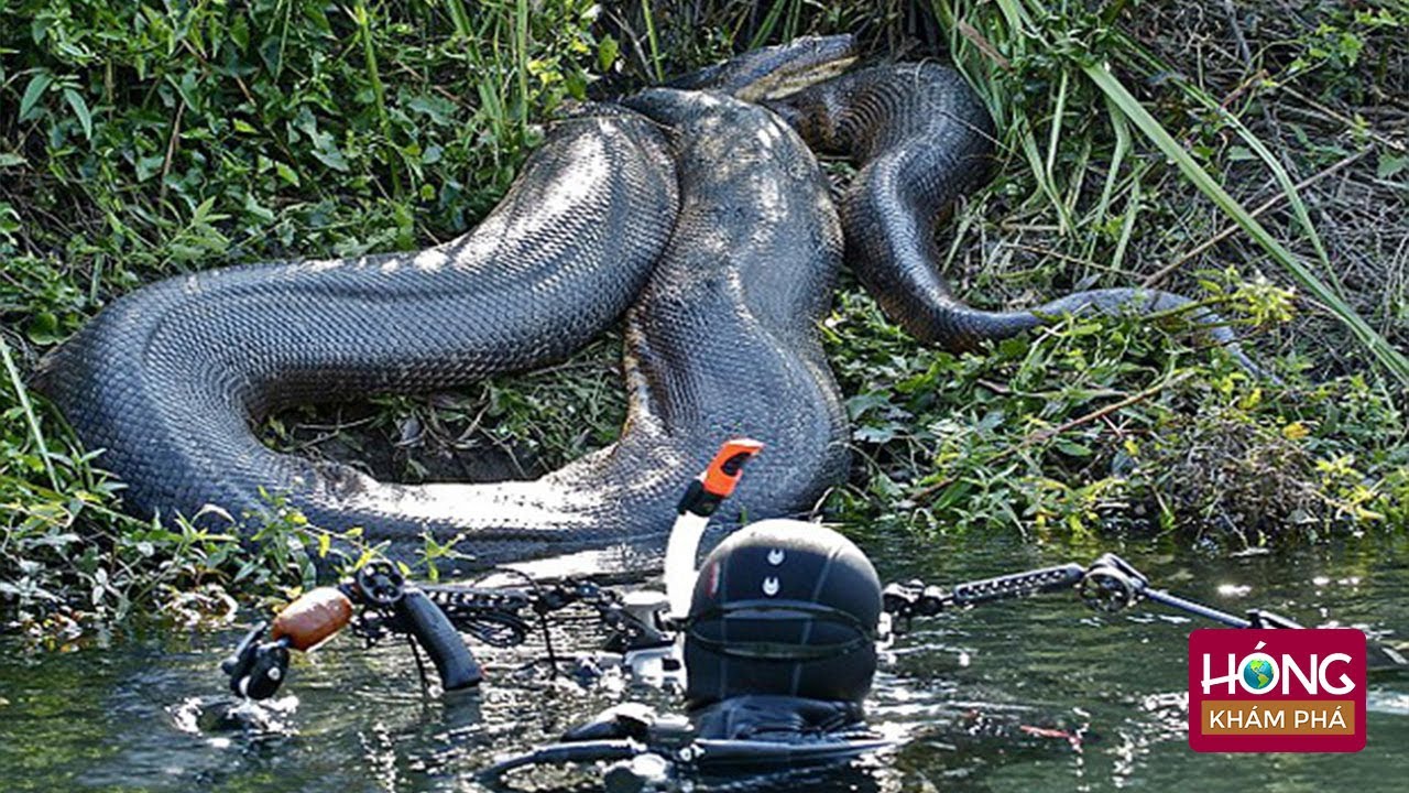 Trăn Xanh Nam Mỹ [Anaconda] Loài Trăn To Lớn Đáng Sợ Nhất Hành Tinh – trăn anaconda xanh
