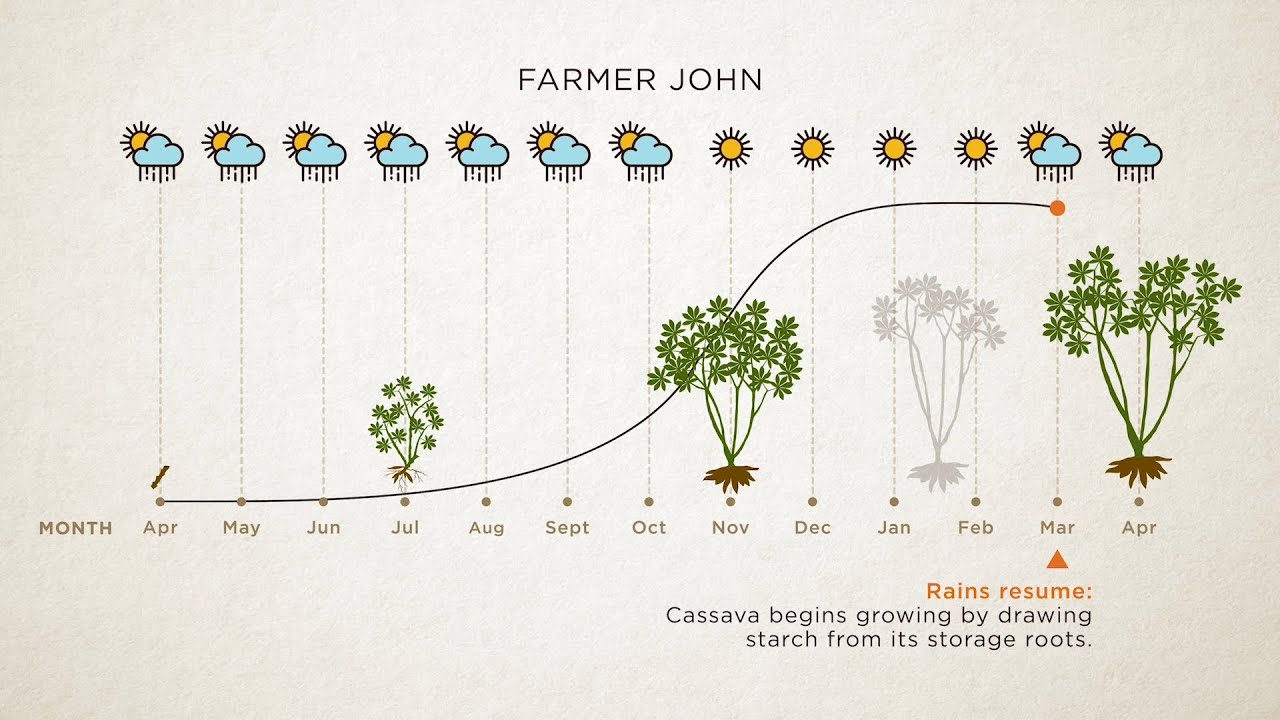 Recommendations for Scheduled Planting and Achieving High Starch Content in Your Cassava