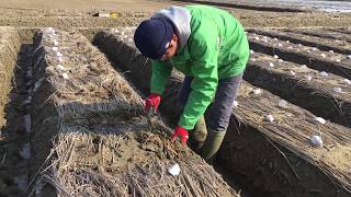 加賀丸いもの種芋を植付しました