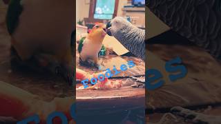 Foodie Parrots in Action! 🦜🍎 #foryou #funny #talkingparot #pets #funnybird #funnyparrot