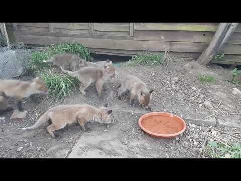 Vixen (Fox) and cubs amazing footage🦊🦊