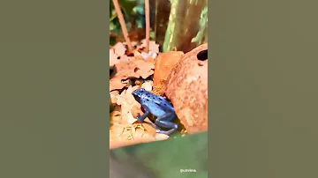 Лягушки голубого древолаза. Опасны для человека?