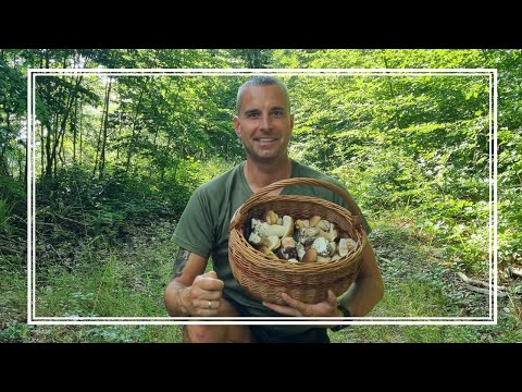 Every mushroom picker is waiting for THIS DAY! HEALTHY BOLETUS MUSHROOMS have filled the BASKET 🍄...