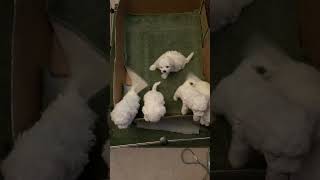 We want out of Welping box  Bichon Frise Puppies