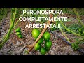 PERONOSPORA altro esempio dell'efficacia dei nostri Trattamenti
