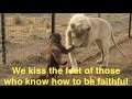 Lion Kiss Dog Feet We Kiss The Feet Of Those Who Know How To Be Faithful Lion Kiss Dog Paw Lion Kiss Dog Feet We Kiss The Feet Of Those Who Know How To Be Faithful Lion Kiss Dog Paw