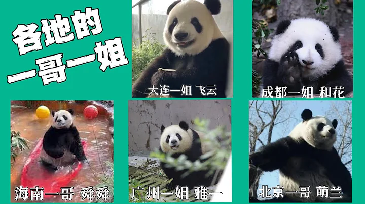 中國各地熊貓的一哥一姐：大連有飛雲，廣州有雅一，海南的一哥是舜舜，還有北京一哥萌蘭、成都一姐和花，更是熊貓頂流。 - 天天要聞