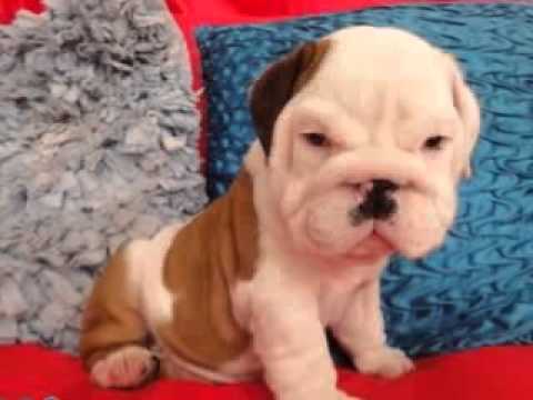 teacup english bulldogs