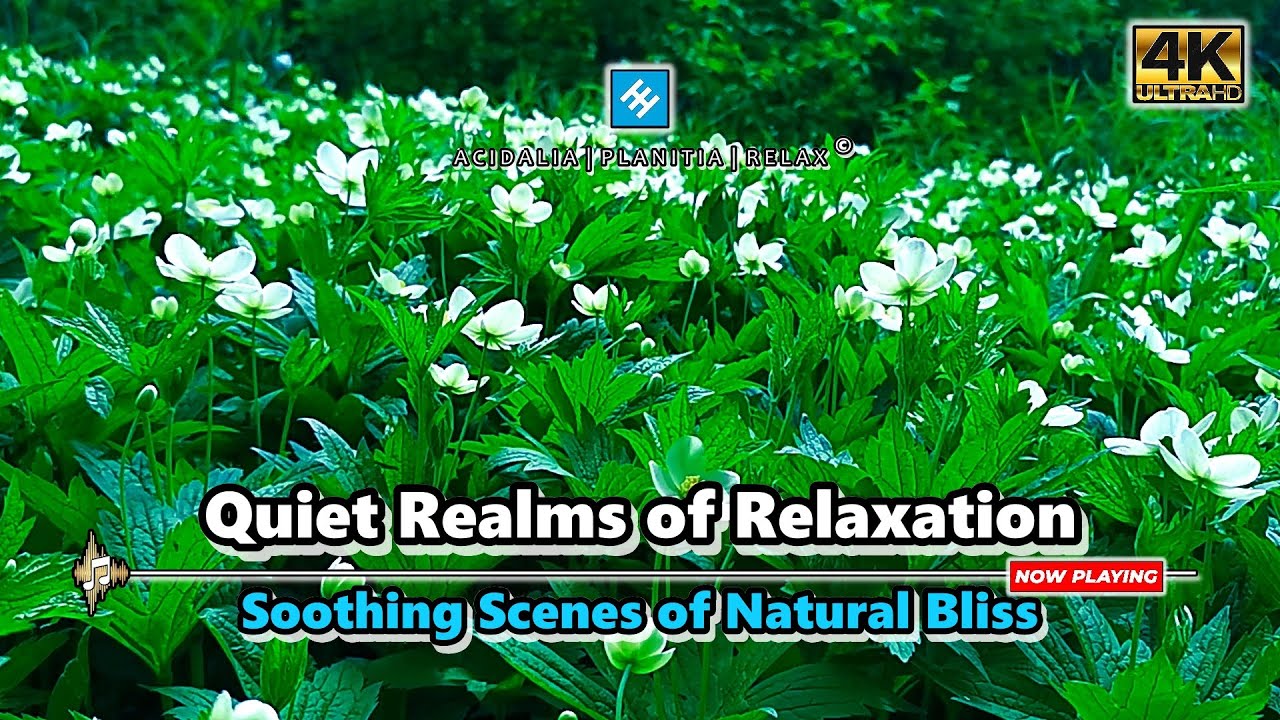 Restorative Forest Glade Vibes: Perfect for Deep Relaxation & Sleep Aid | 3 Hours | 4K UHD 🌿✨