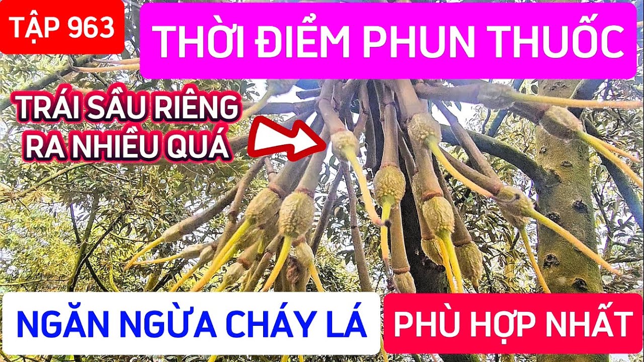 TẬP 963 THỜI ĐIỂM PHUN THUỐC NGĂN NGỪA CHÁY LÁ PHÙ HỢP NHẤT