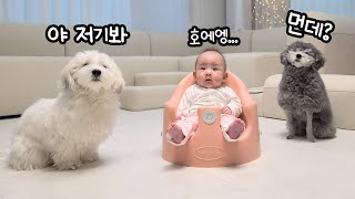 100 Days of Dogs and Baby