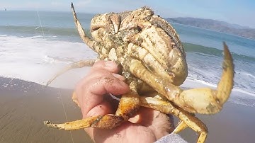 Catching Dungeness Crab from shore