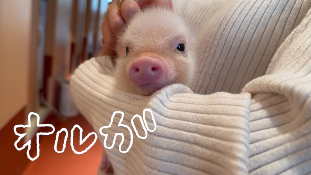 pigちゃん紹介動画〜オルガ Olga〜 - YouTube