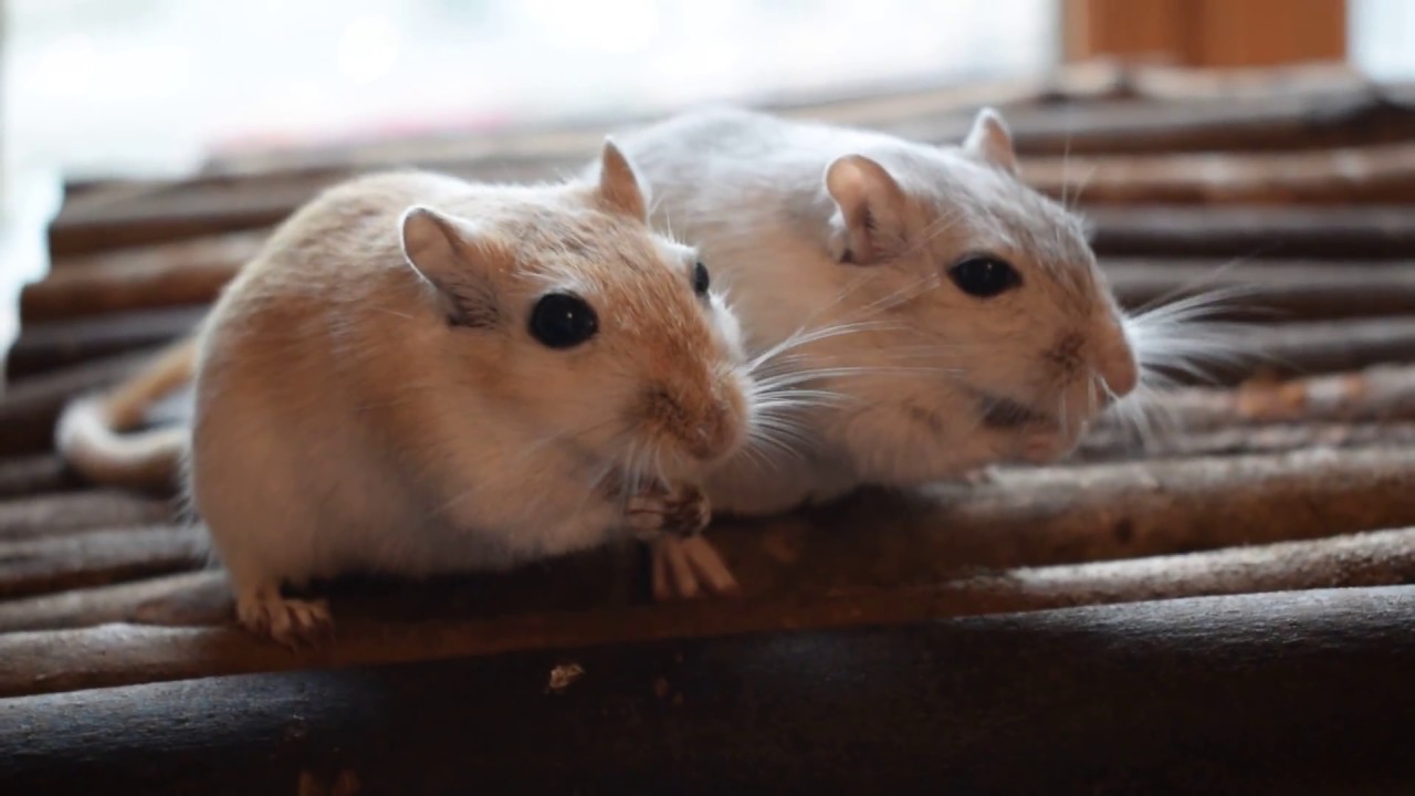 Gerbils Eating Seeds YouTube