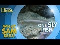 Sand Tile Fish Behavior and Adaptations