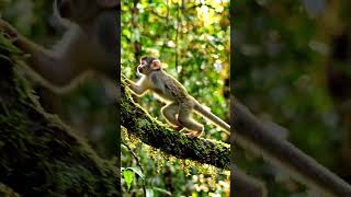 cute Monkey cub morning activity