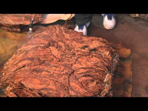 Aging Cigar Tobacco