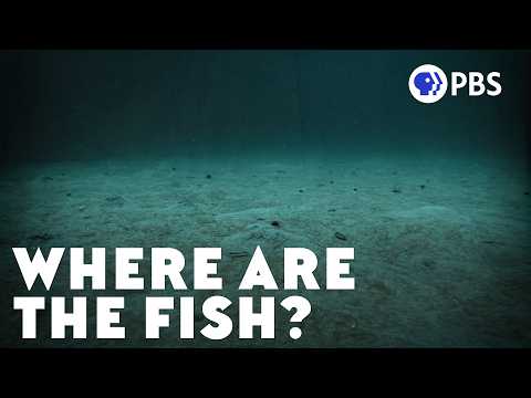 Bandeng Ikan Laut Atau Bukan