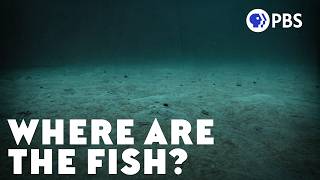 The Mystery of the Missing Deep-Sea Fish
