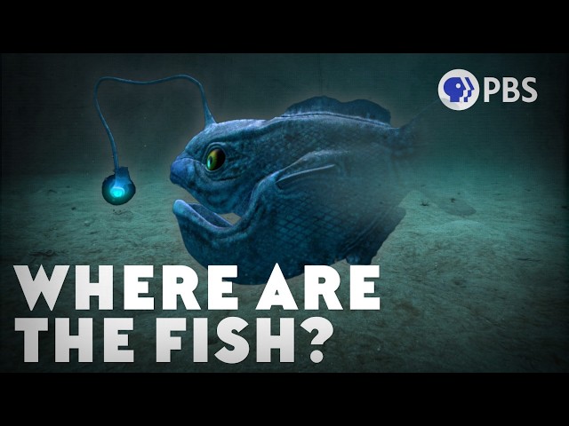 Video: The Mystery of the Missing Deep-Sea Fish
