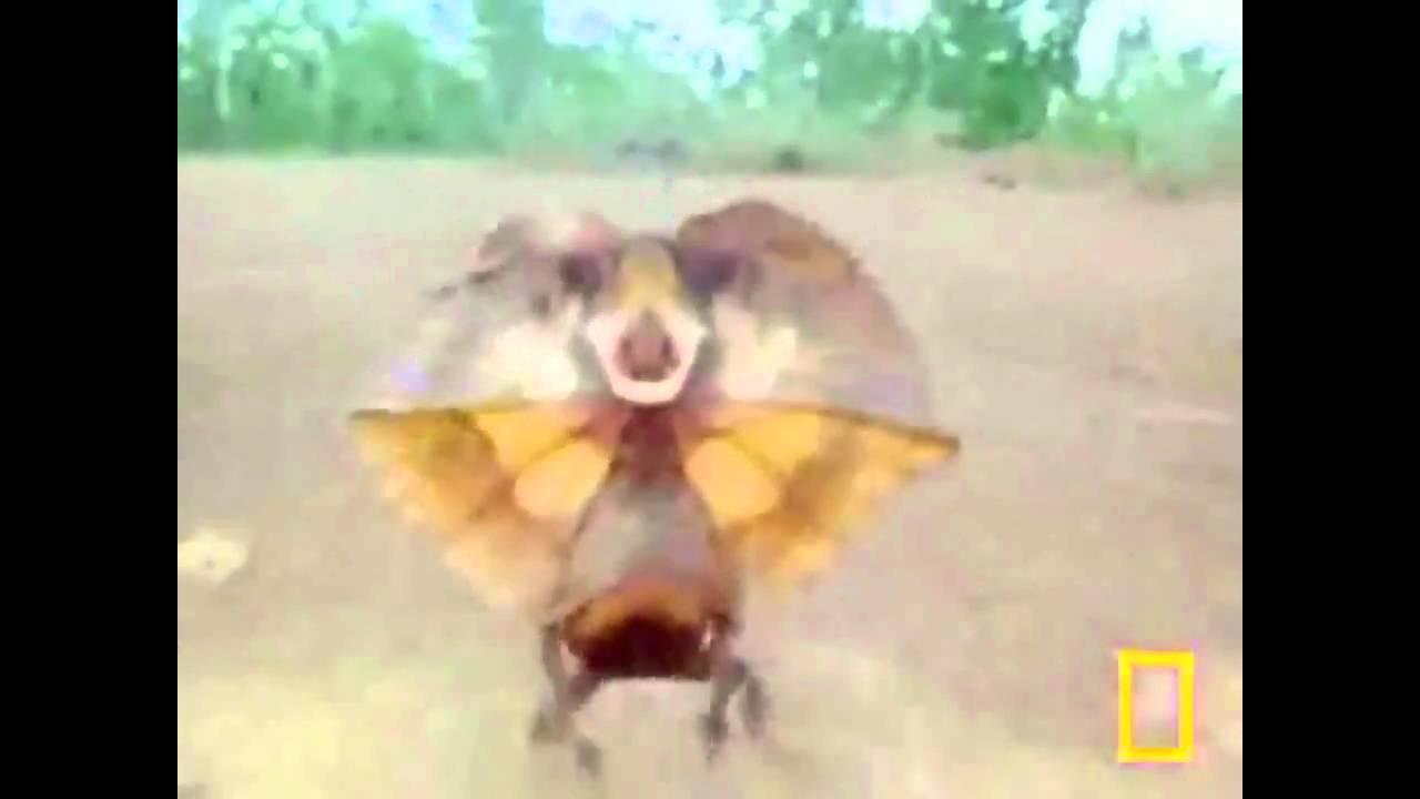 Téléchargement gratuit Images Viral Clip Of A Javelina Sprinting Like Its Life Depends On It le plus cool salutations