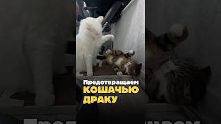 Предотвращаем кошачью драку 😼